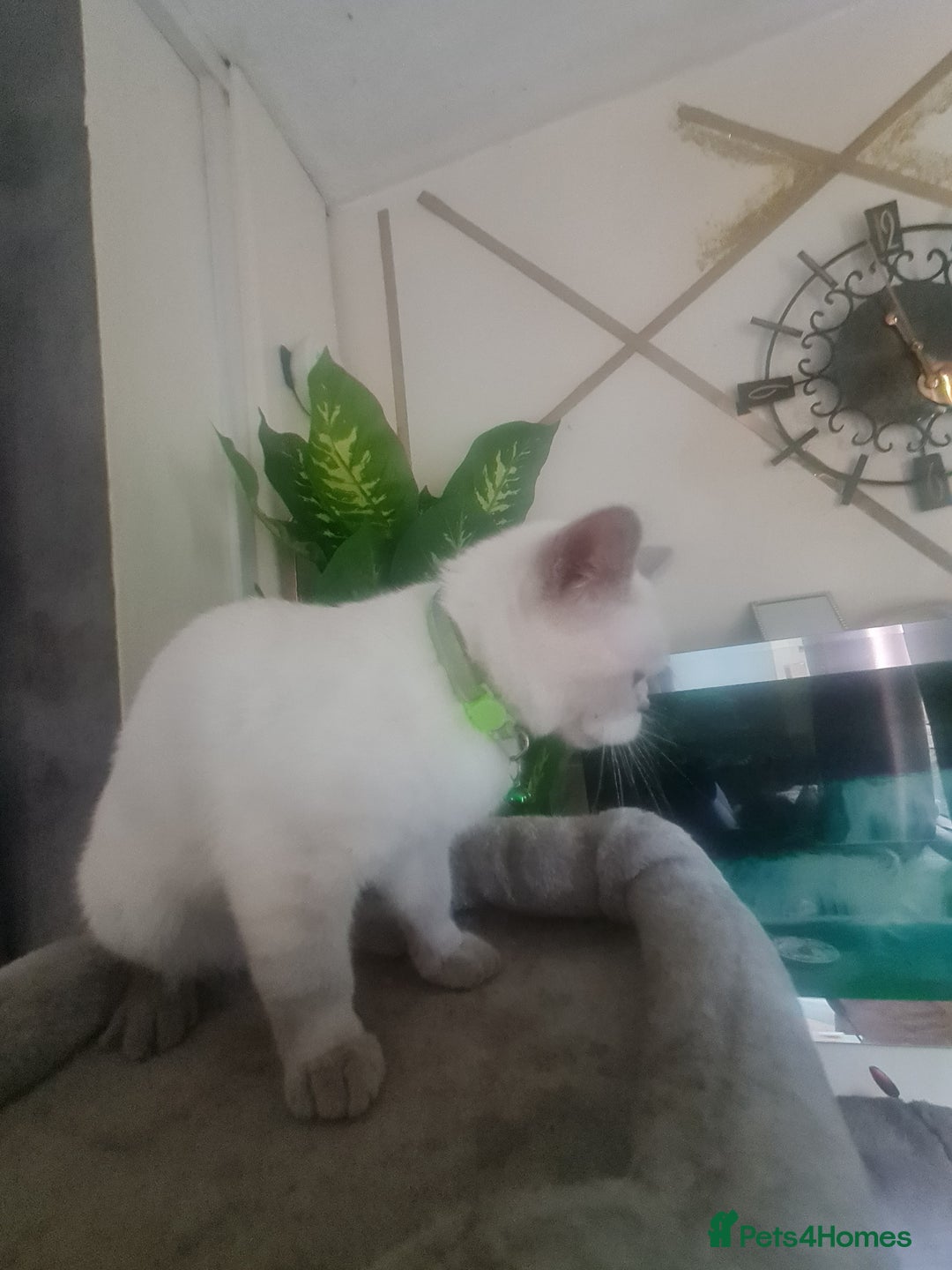 British Shorthair cats for sale: Lovely queeni looking  for  new home - Image 2