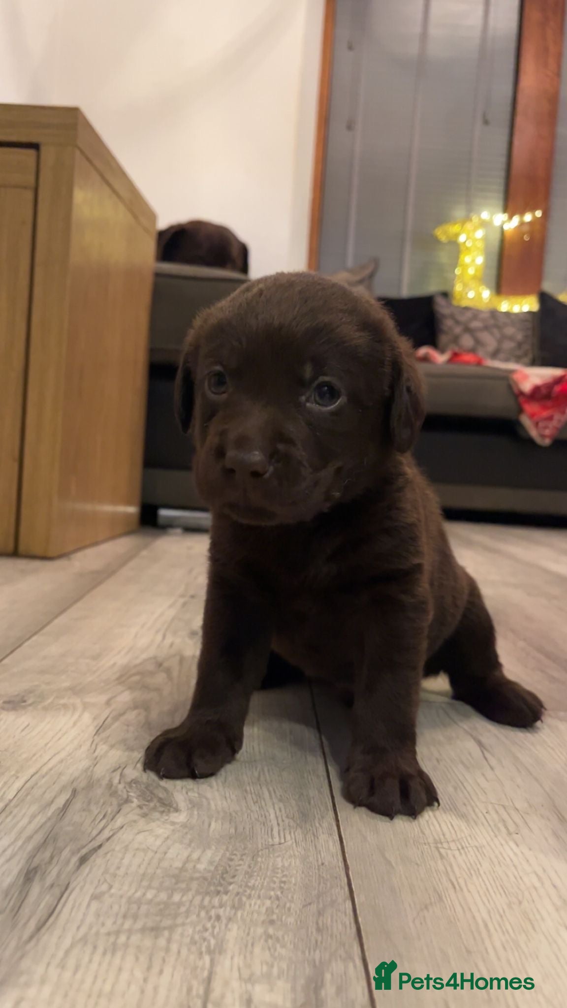 Labrador Retriever dogs Black & Chocolate Labrador pups  - Advert 1