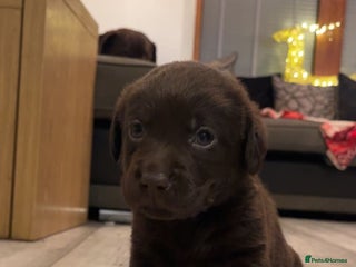 Labrador Retriever dogs Black & Chocolate Labrador pups - Advert 1