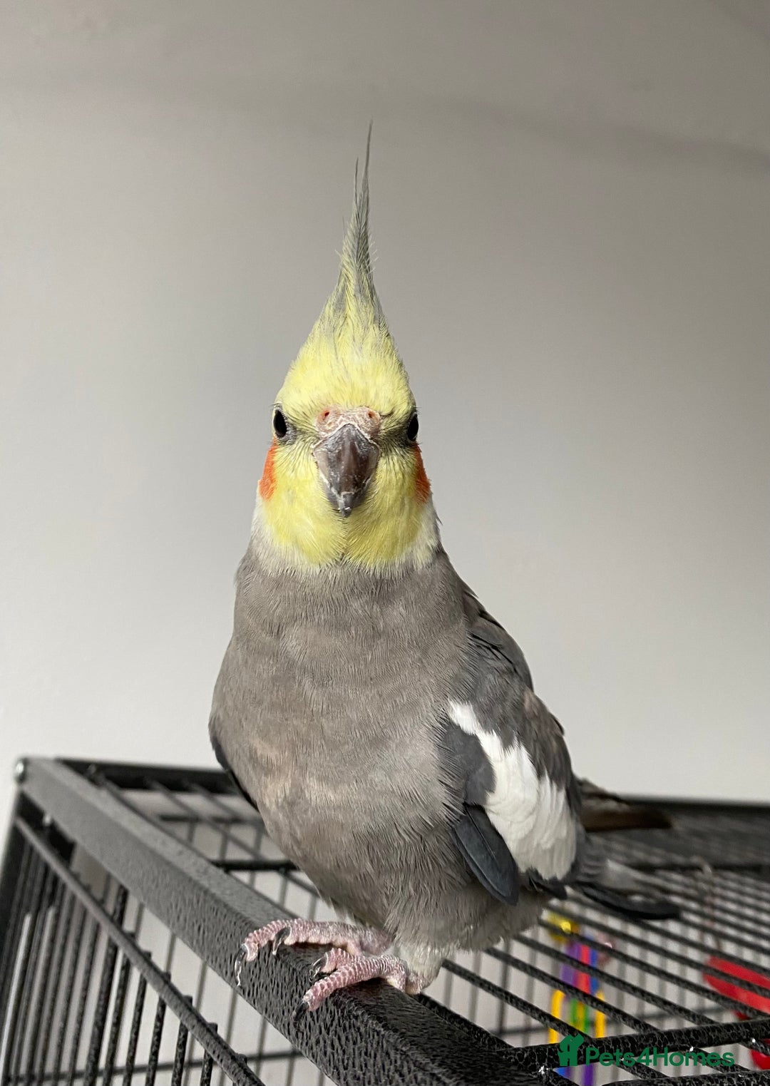 Cockatiels birds for sale: hand tamed cockatiel  - Advert 2