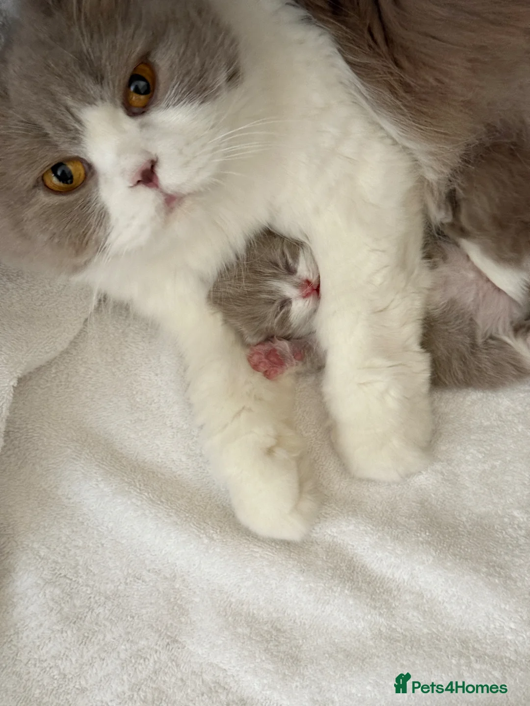 British Shorthair cats for sale: British short hair kittens  - Advert 1