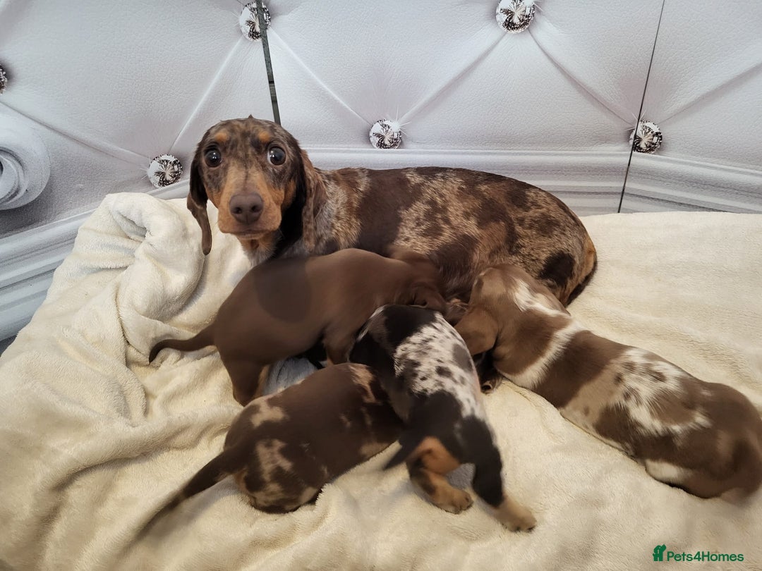 Dachshund dogs for sale: Dachshunds pups - Advert 9