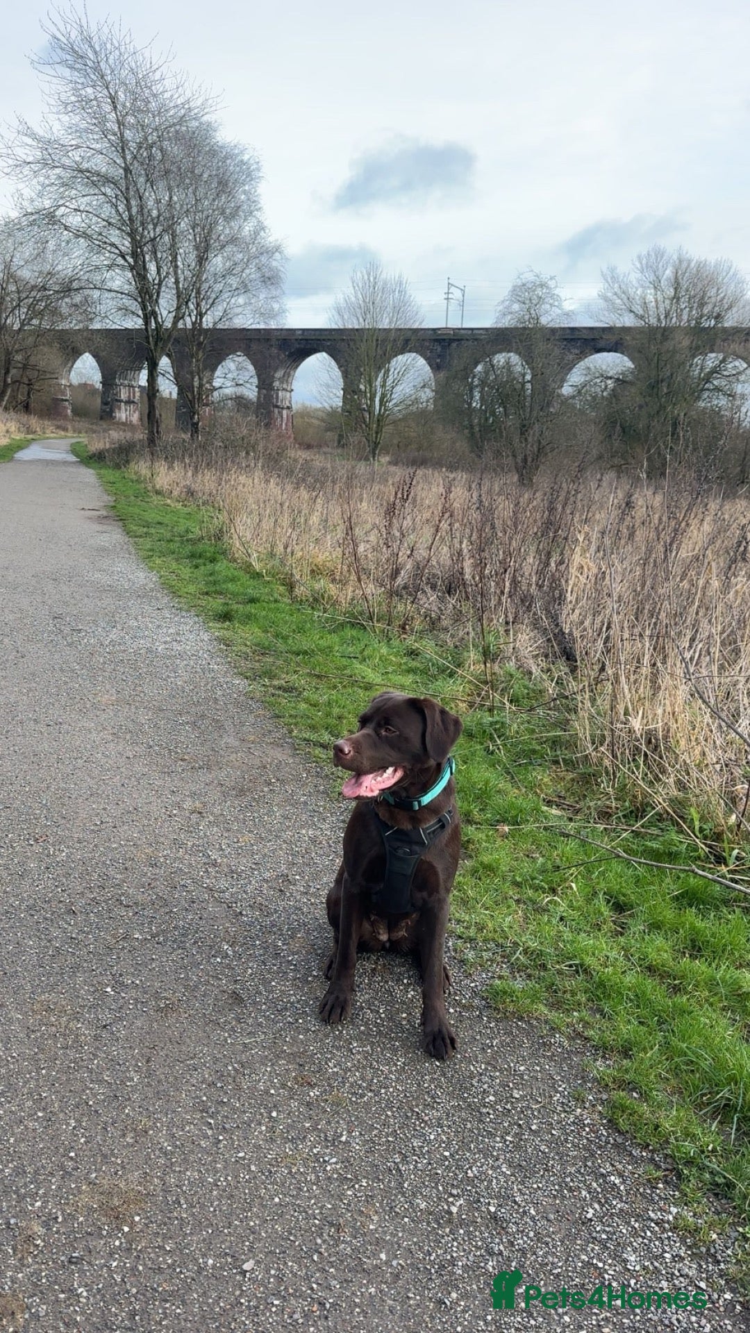 Mixed Breed dogs Meet belle.. - Advert 2