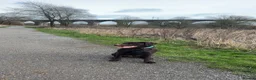 Mixed Breed dogs for sale: Meet belle.. - Advert 1