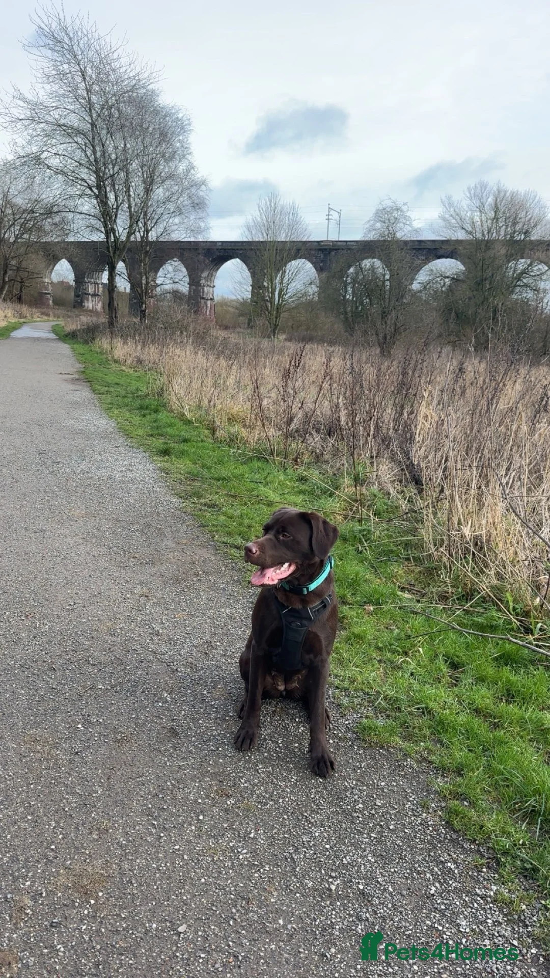 Mixed Breed dogs for sale: Meet belle.. - Advert 1