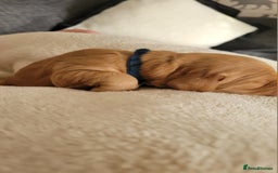Cocker Spaniel dogs for sale: Beautiful cocker Spaniel ginger boy left - Image 7