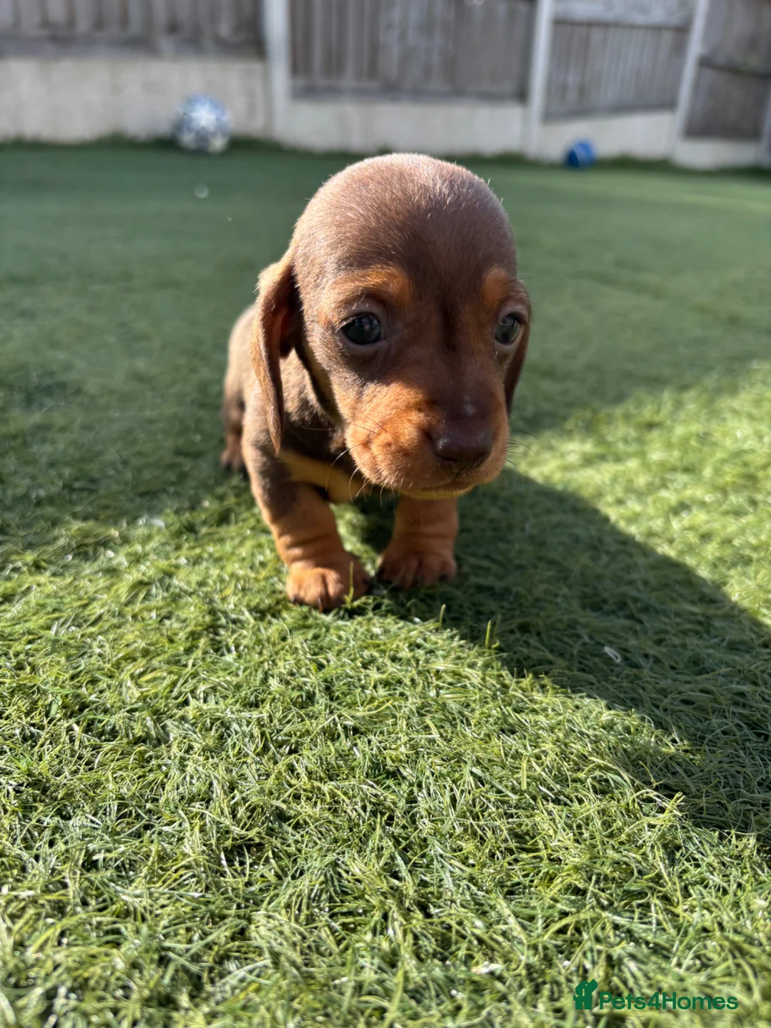 Miniature Dachshund dogs for sale: Chocolate and tan male puppy  in Welshpool - Advert 7