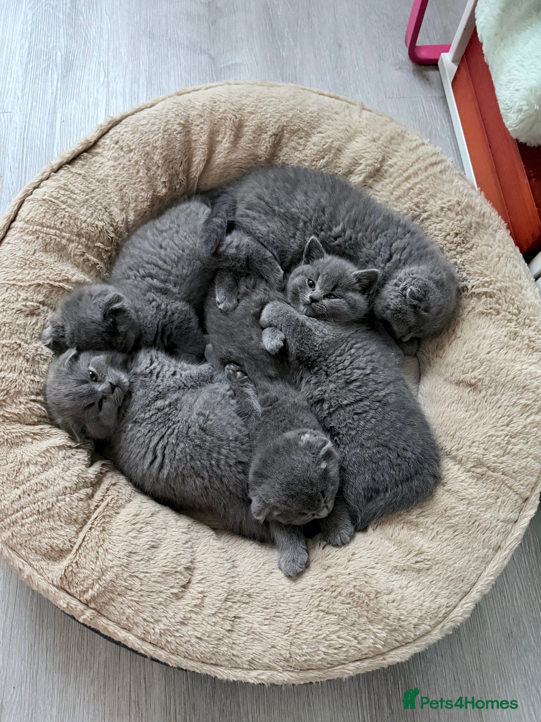 Scottish Fold cats for sale: 5 gorgeous kittens for sale - Advert 4
