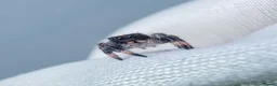 Spiders invertebrates for sale: JUMPING SPIDERS - Advert 5