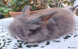 Lionhead rabbits for sale: PUREBRED DOUBLE/TEDDY LION HEAD BABIES  - Image 22