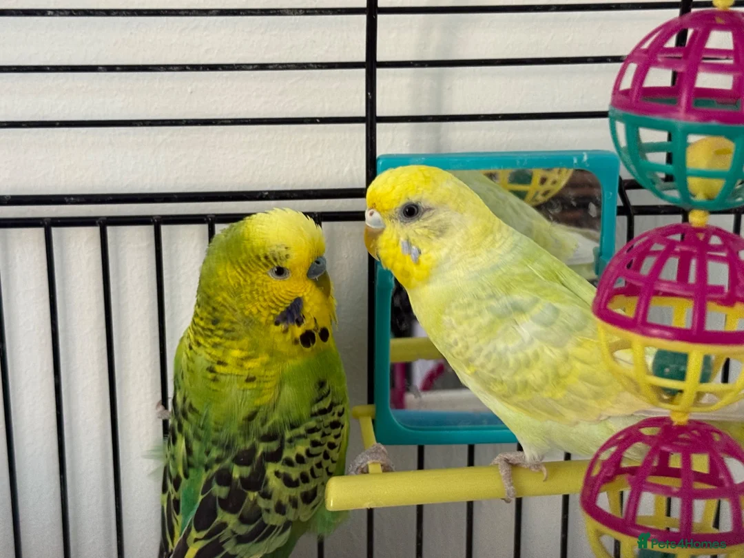 Budgerigars birds for sale:     Budgies & Quail Chicks + Cage - Advert 1