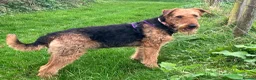 Airedale Terrier dogs for sale: Beautiful Airedale puppies available  - Advert 3