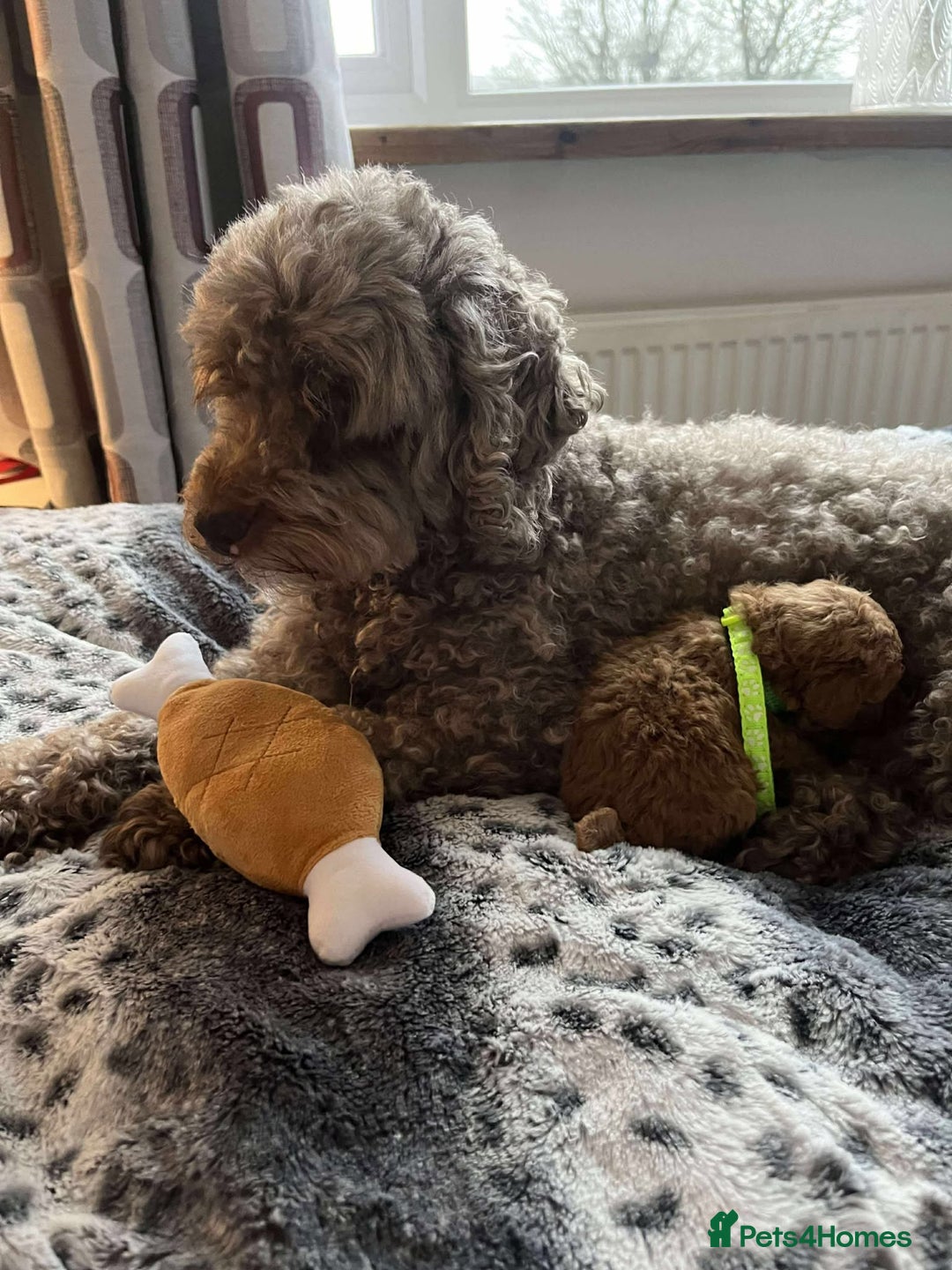 Miniature Poodle dogs for sale: Miniature Poodles!!! - Advert 1