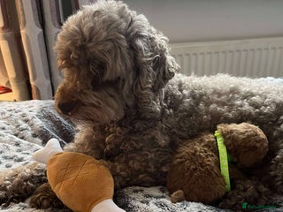 Miniature Poodle dogs Miniature Poodles!!! - Advert 1