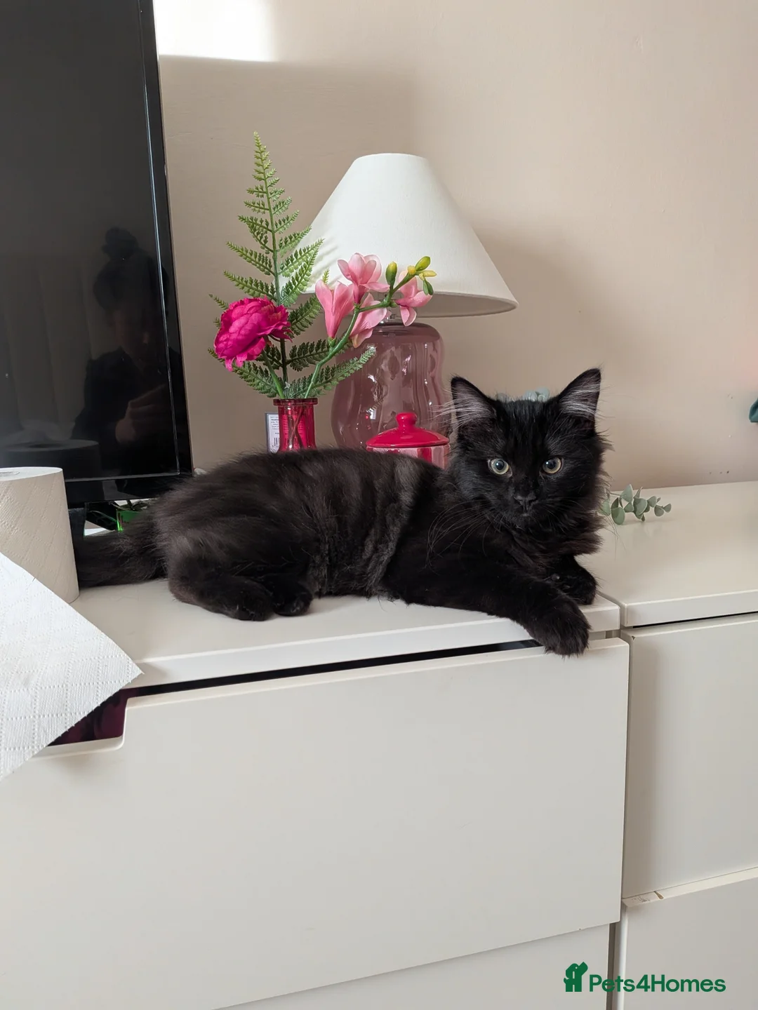 British Longhair cats for sale: Maine Coon / British Longhair kitten - Advert 1