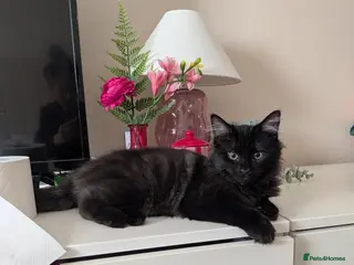 British Longhair cats Maine Coon / British Longhair kitten - Advert 11