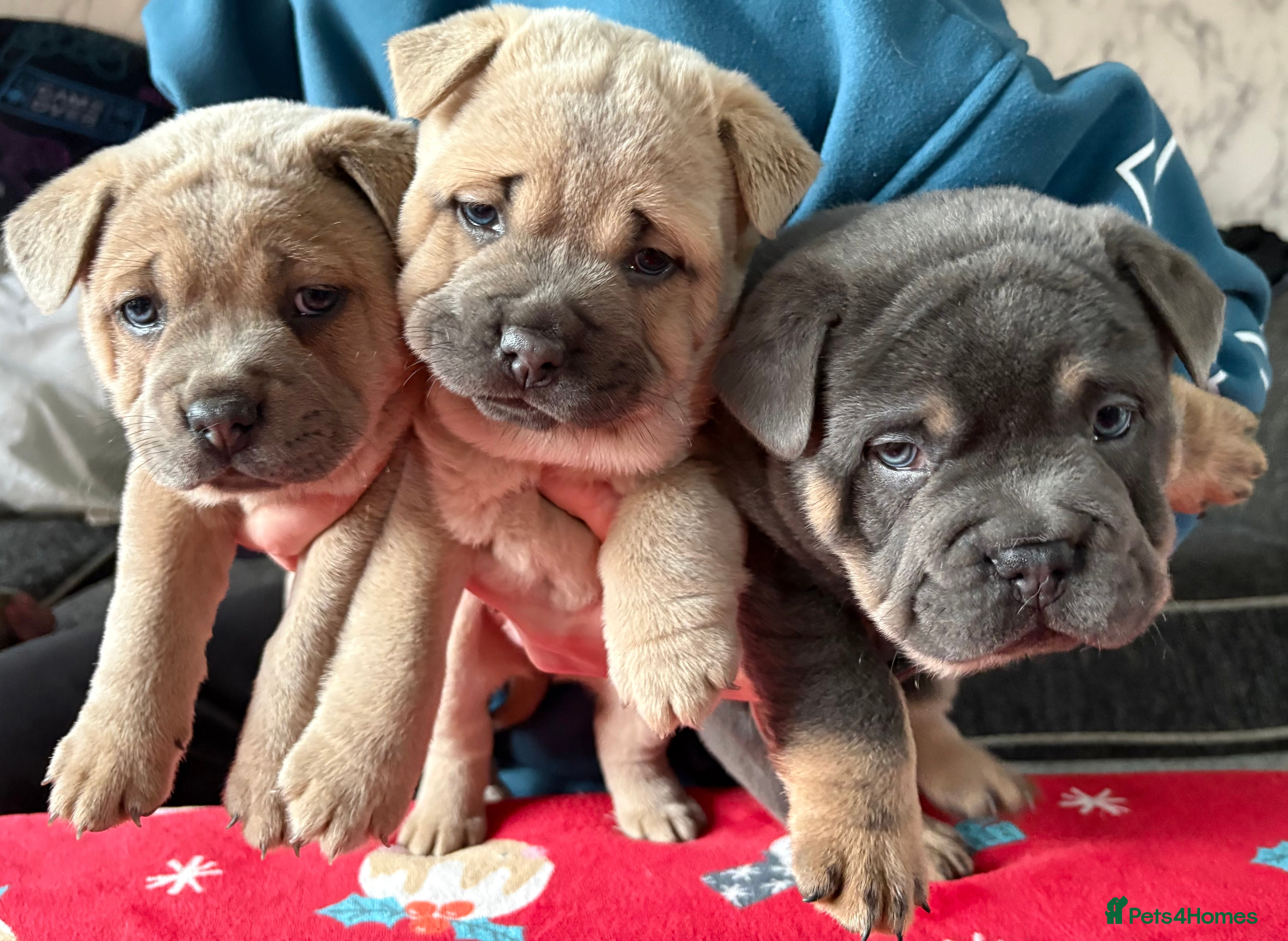 Mixed Breed dogs 🩷 STUNNING FRENCH CHOWS🩵 3 LEFT - Advert 4