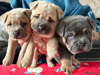 Mixed Breed dogs 🩷 STUNNING FRENCH CHOWS🩵 3 LEFT - Advert 4