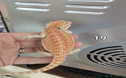 Bearded Dragon reptiles for sale: Baby Bearded dragons. Witblits, genetic stripes - Image 21
