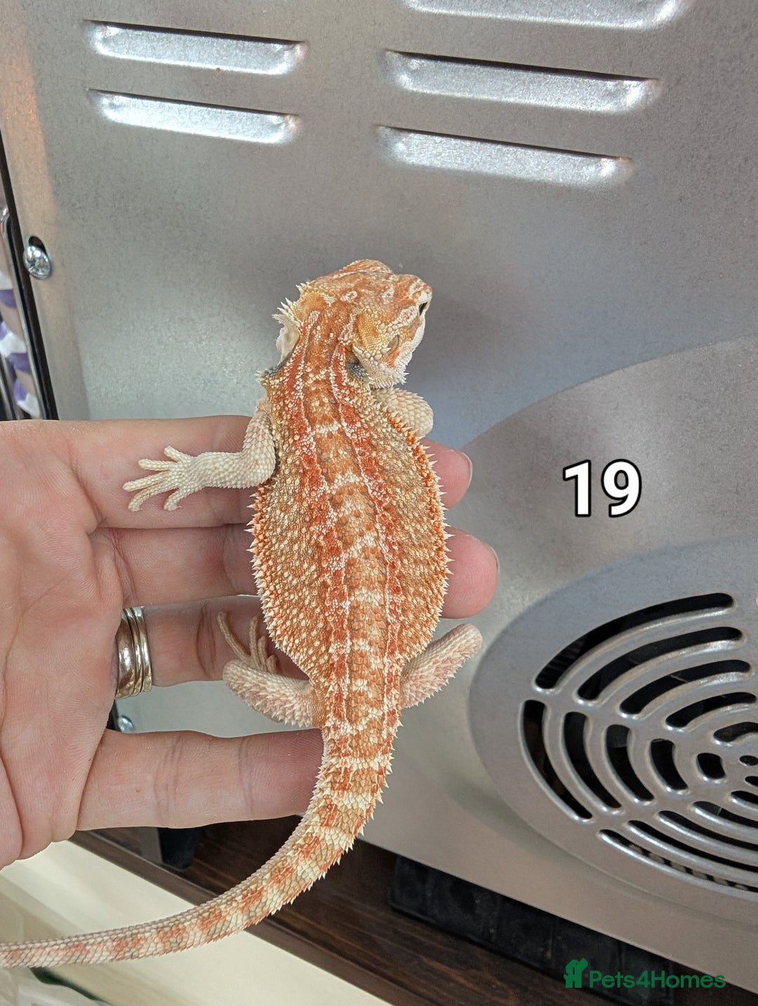 Bearded Dragon reptiles for sale: Baby Bearded dragons. Witblits, genetic stripes - Image 21