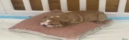 English Bulldog dogs for sale: Beautiful English Bulldog Puppies in Tywyn - Advert 2