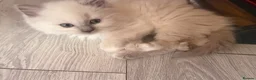 Ragdoll cats for sale: Ragdoll kittens 8 weeks old.  - Advert 26