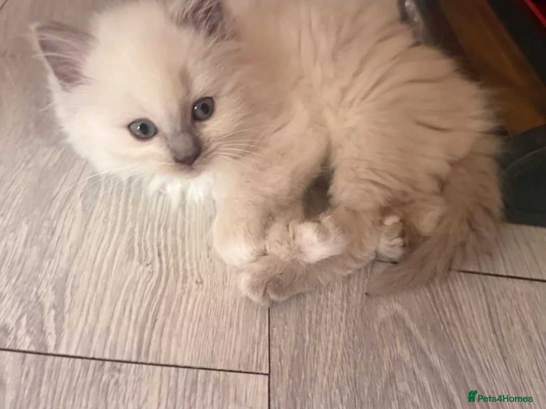 Ragdoll cats for sale: Ragdoll kittens 8 weeks old.  - Advert 26
