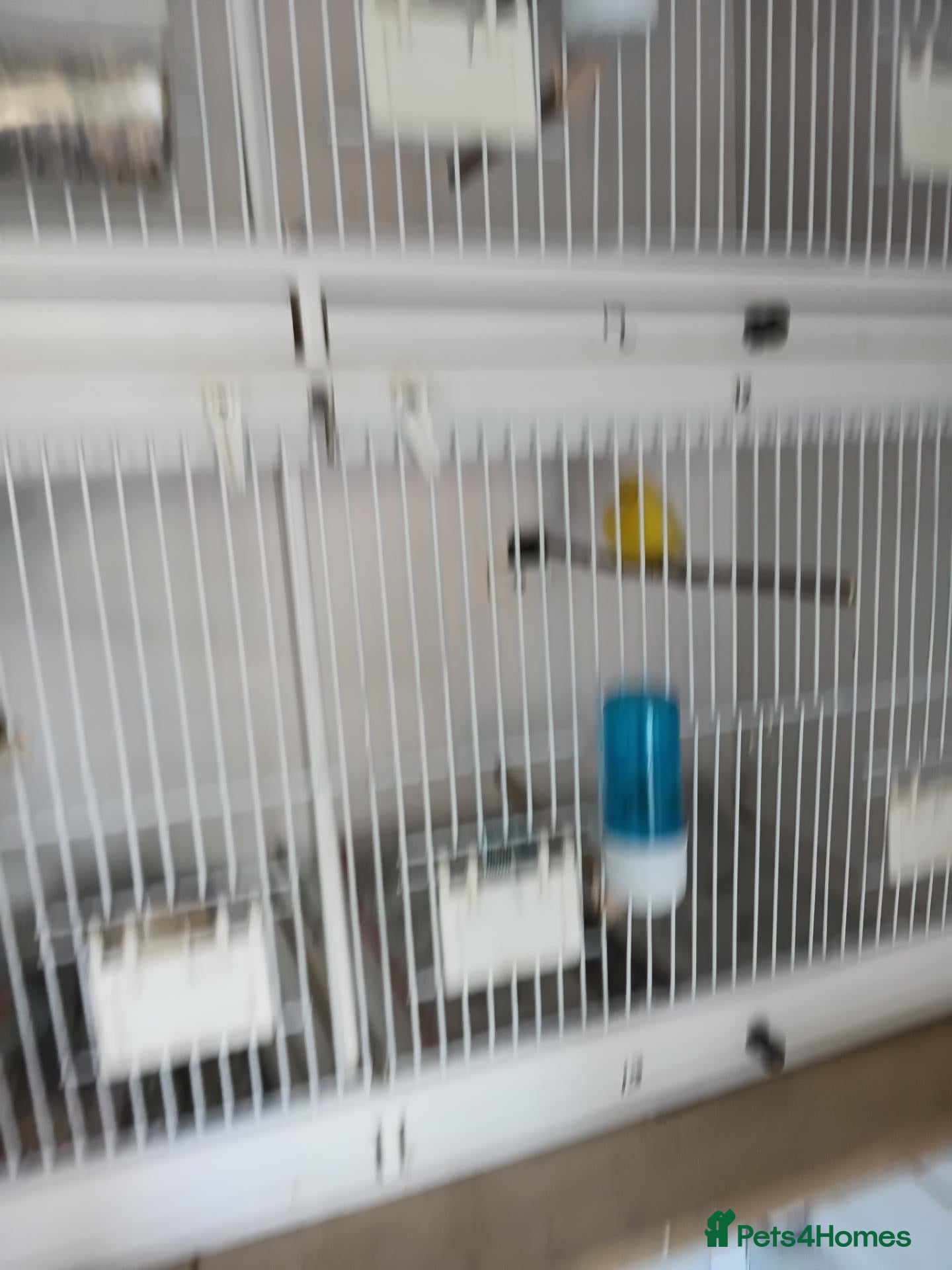 Canaries birds Canary  - Advert 1