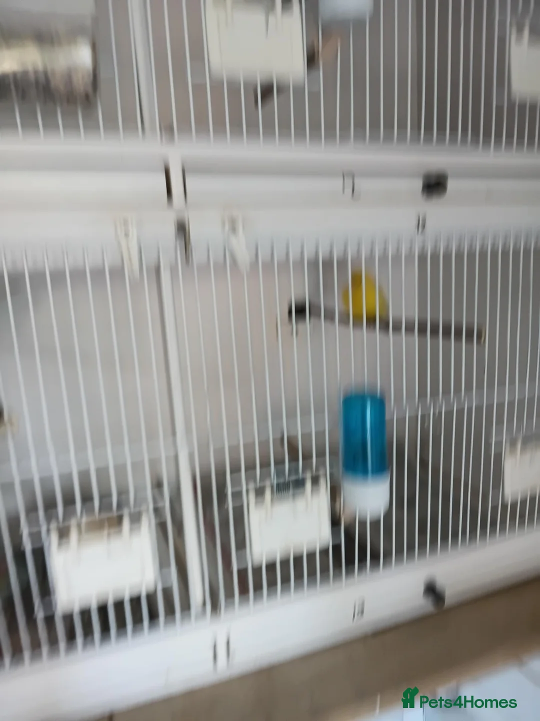 Canaries birds for sale: Canary  in Wednesbury - Advert 1