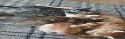 Mixed Breed cats for sale: 4 lovely female kittens ready now - Advert 1