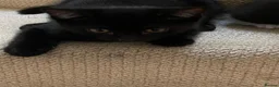 Mixed Breed cats for sale: One lovely kitten - Advert 6