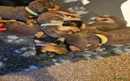 Miniature Dachshund dogs for sale: 4 week old Miniature Dachshunds - Image 34