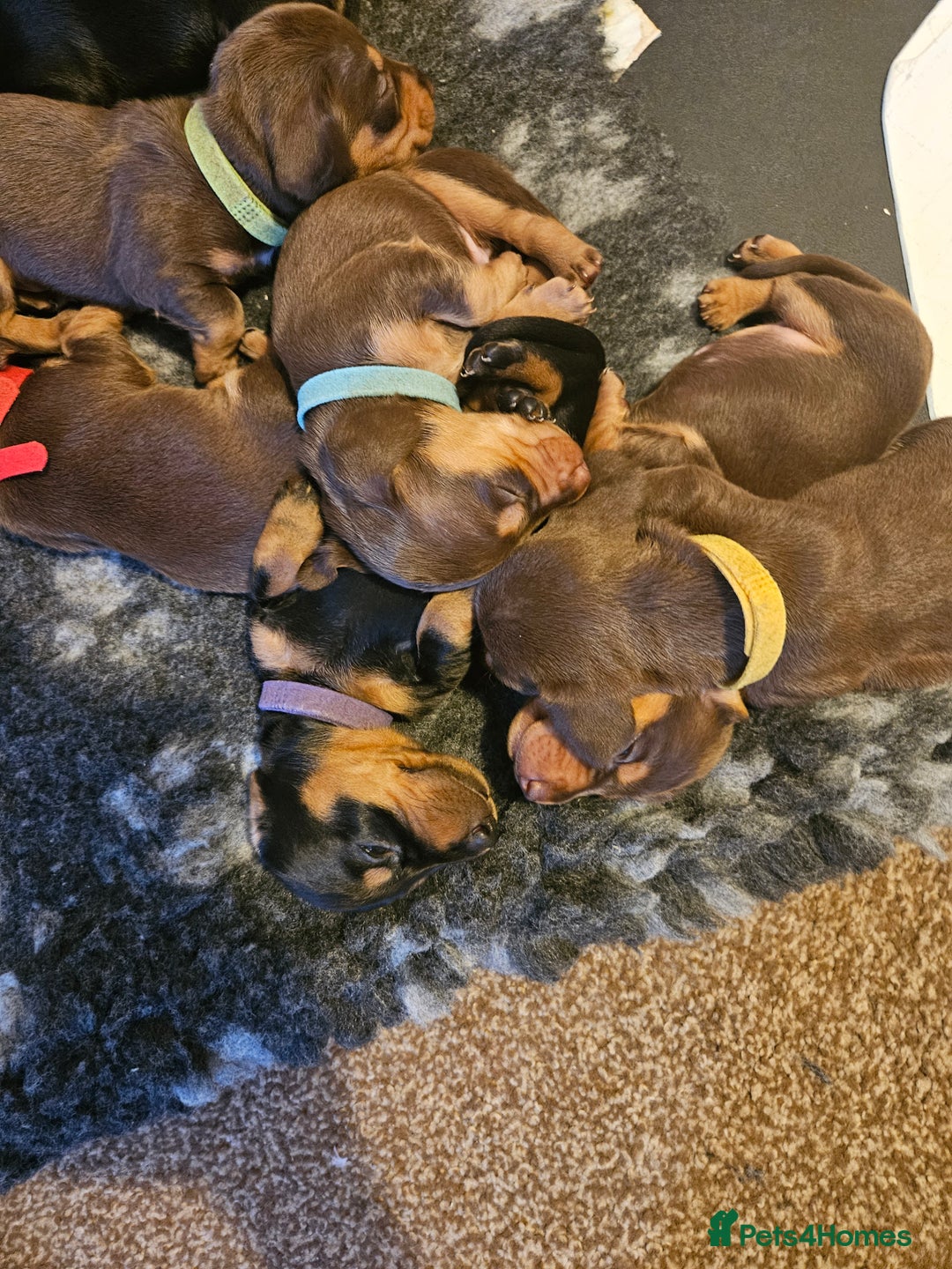 Miniature Dachshund dogs for sale: 4 week old Miniature Dachshunds - Image 34