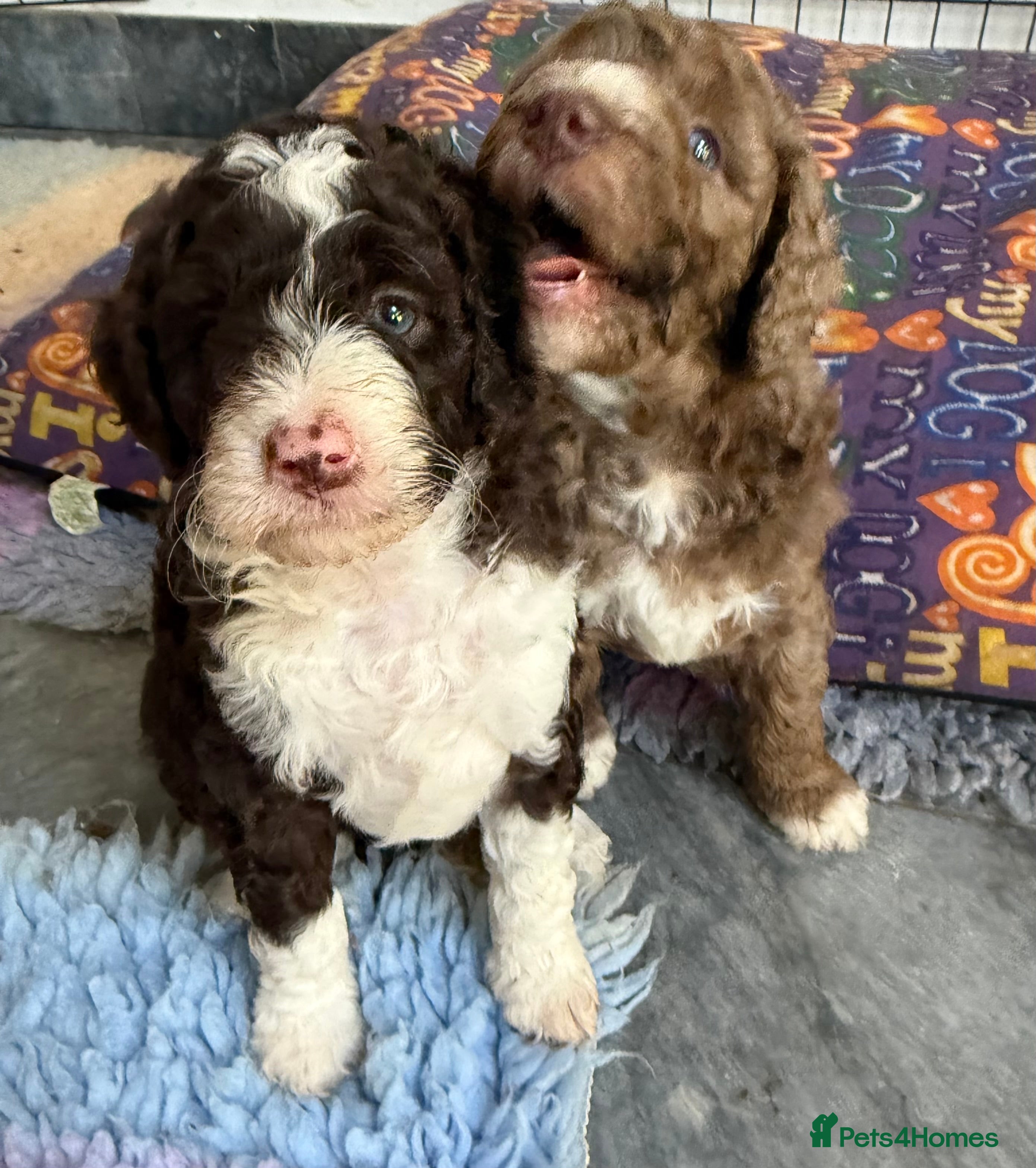 Bernedoodle dogs Mini Bernedoodles ready to go now - Advert 2