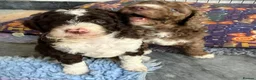 Bernedoodle dogs for sale: Mini Bernedoodles ready to go now - Advert 13