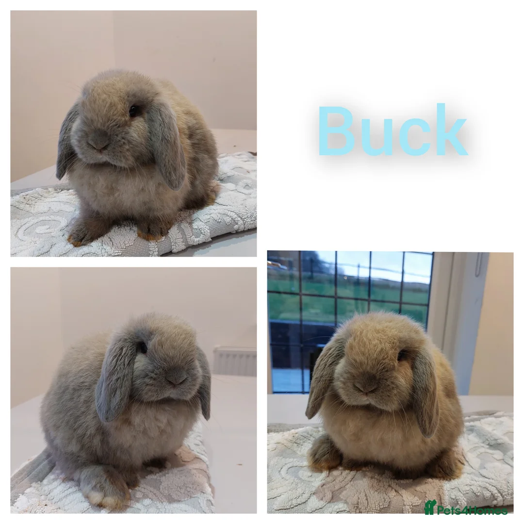 Mini Lop rabbits for sale: Young mini lop rabbits *ready now* - Advert 3