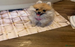 Pomeranian dogs for sale: pomeranian baby girl  - Image 6