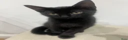 Mixed Breed cats for sale: Two black male kittens in Melton Mowbray - Advert 8