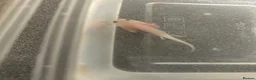 Other/Mixed Breed fish for sale: Baby axolotls  in Stanley - Advert 4