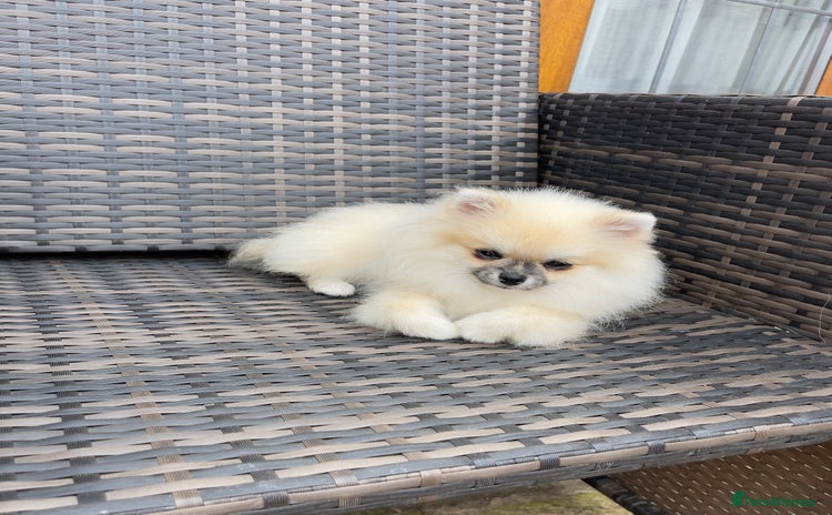 Pomeranian dogs - Advert 11