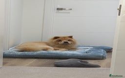 Chow Chow dogs for sale: Lovely Chow chow  - Advert 2