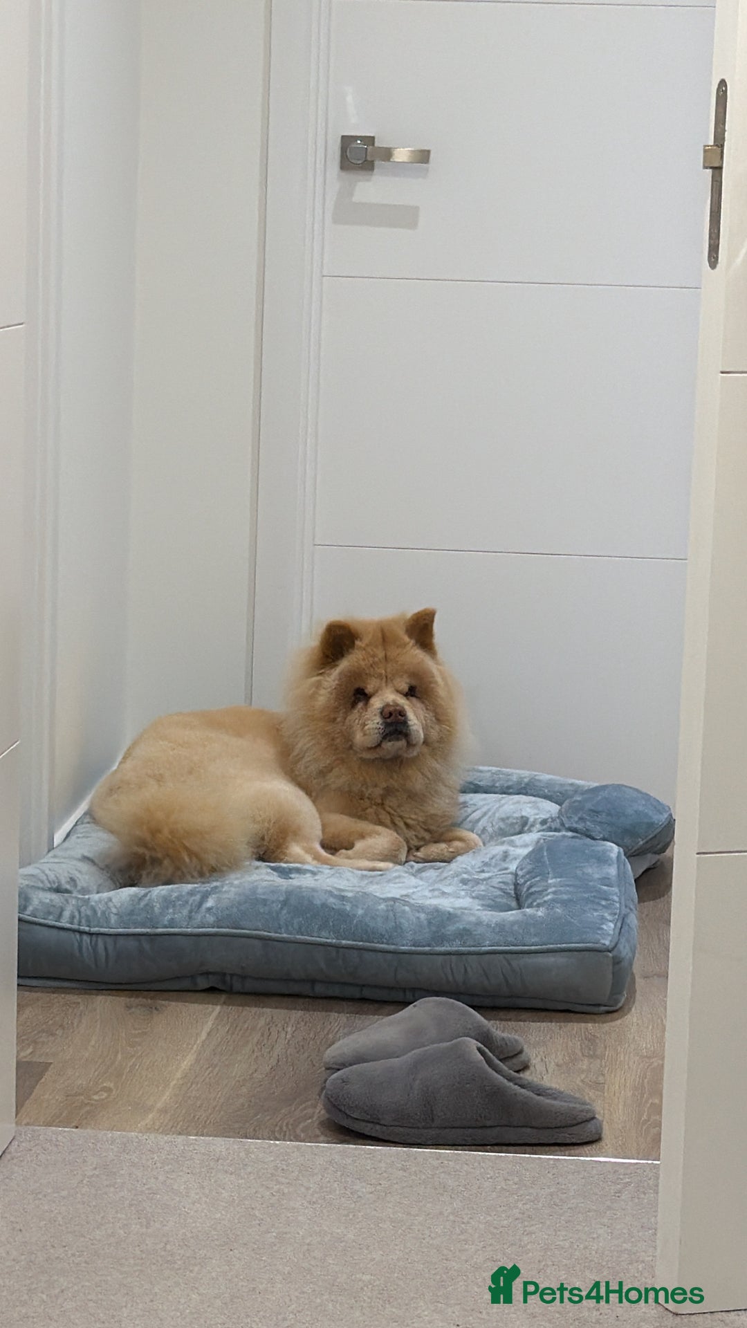 Chow Chow dogs for sale: Lovely Chow chow  - Advert 2