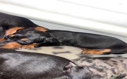 Miniature Dachshund dogs for sale: Lovely Mini Daschunds Looking For A Forever Sofa - Image 13