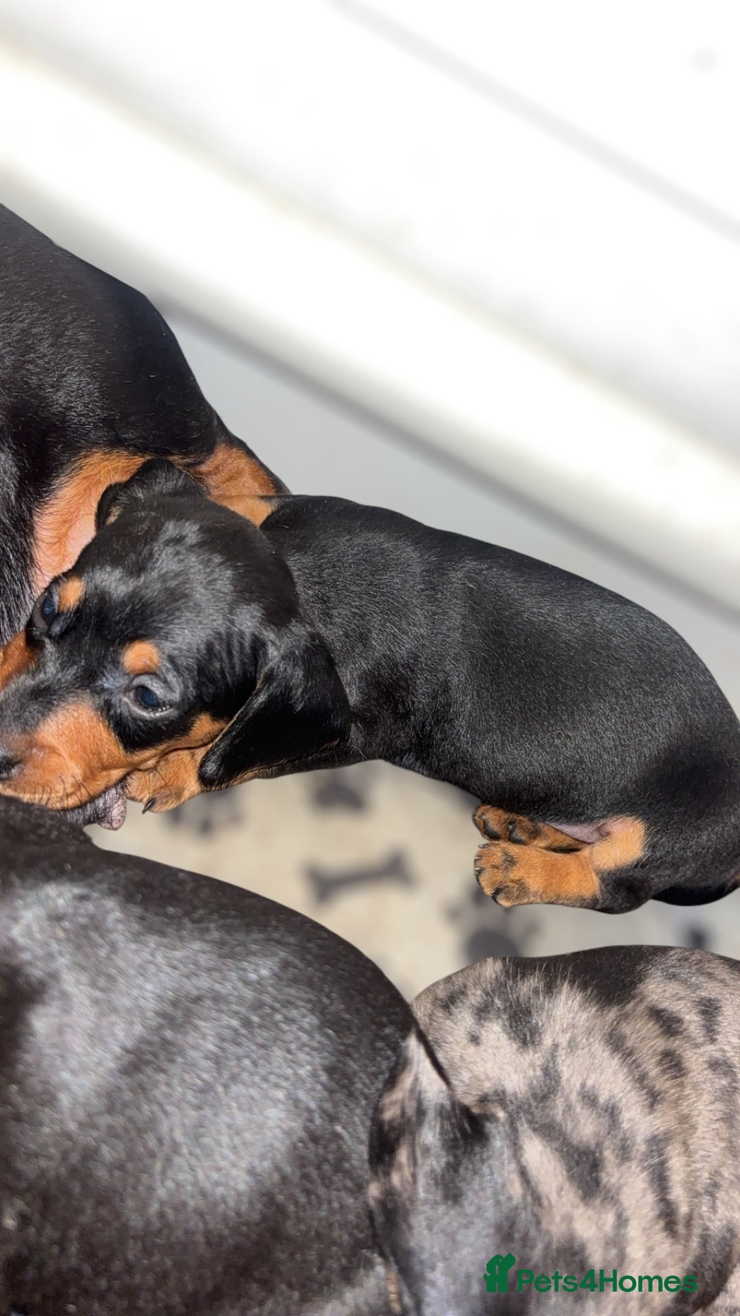 Miniature Dachshund dogs for sale: Lovely Mini Daschunds Looking For A Forever Sofa - Image 13