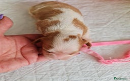 Cavapoo dogs for sale: 🥇Finest Quality Beautiful Toy Cavapoos🥇 - Image 4
