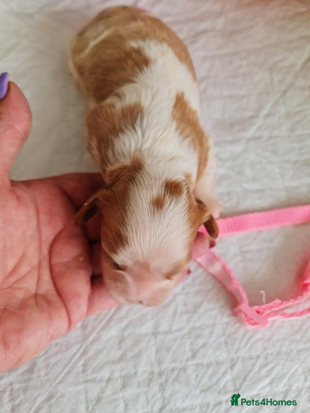 Cavapoo dogs for sale: 🥇Finest Quality Beautiful Toy Cavapoos🥇 - Image 4