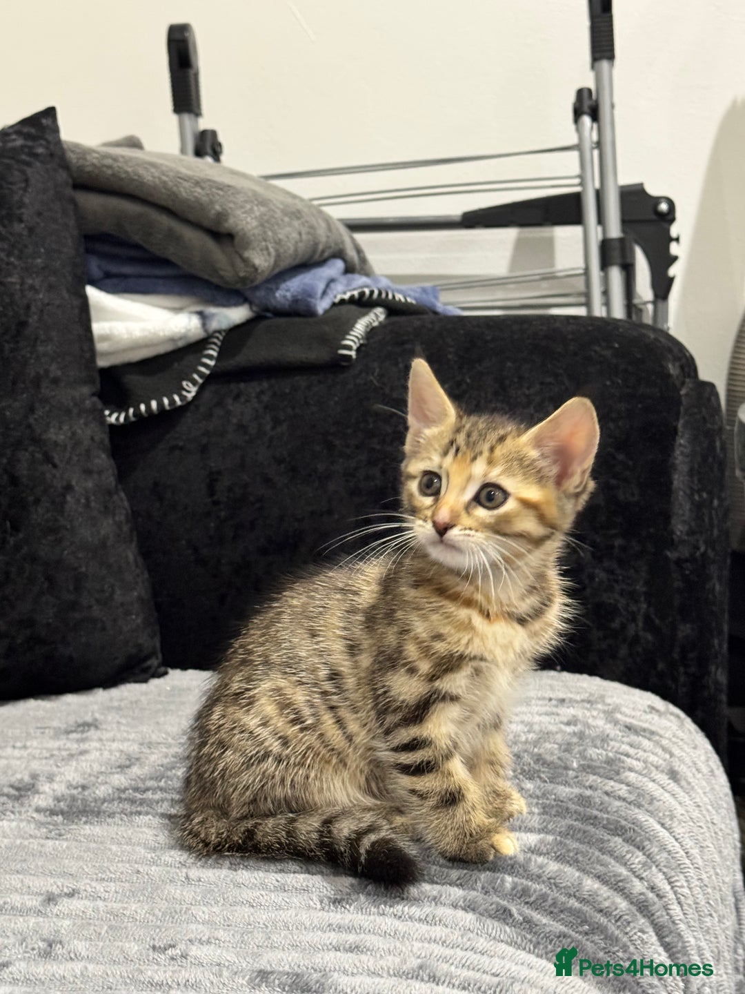 Mixed Breed cats for sale: 2 gorgeous girls  - Image 3