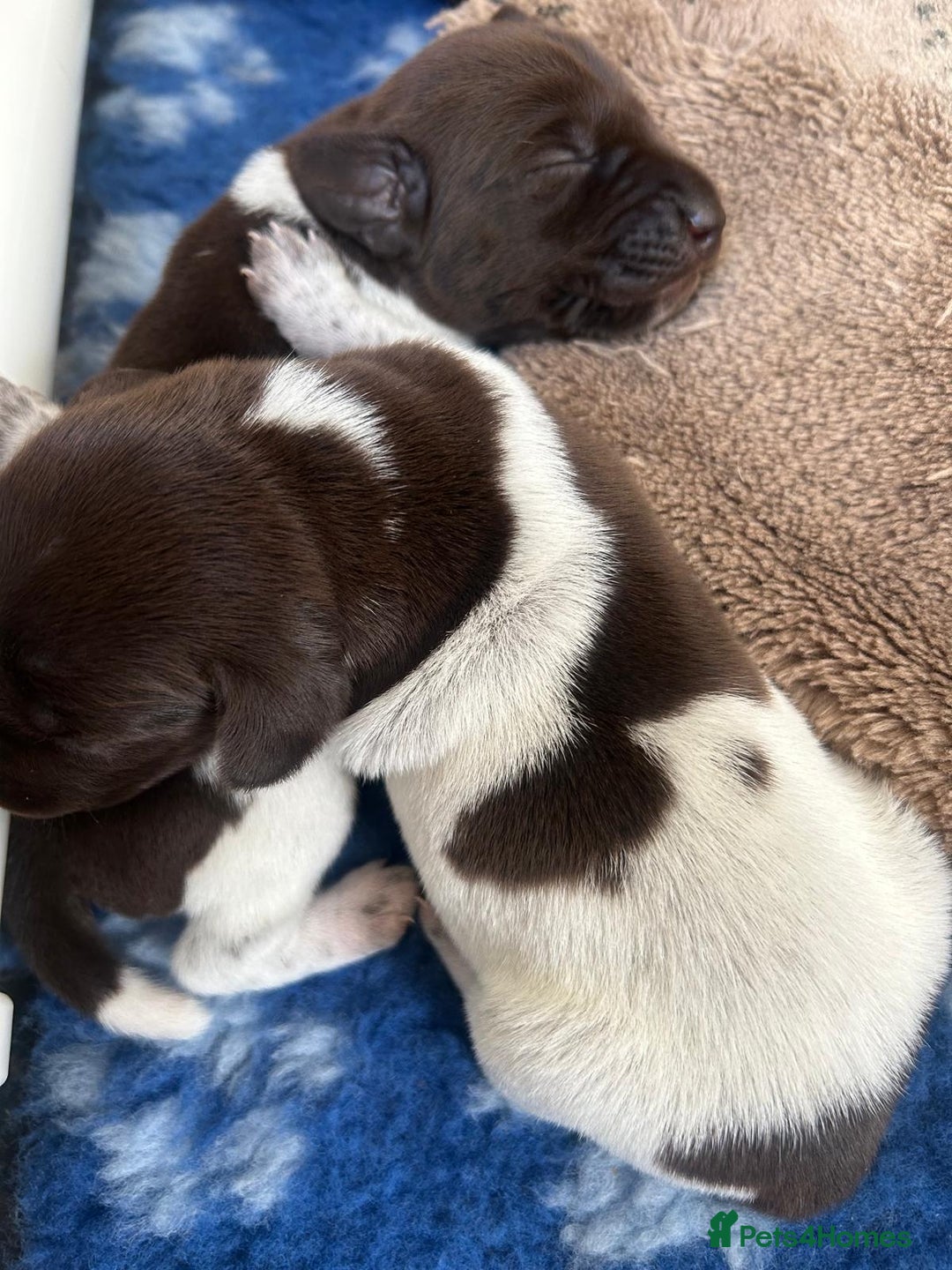 German Shorthaired Pointer dogs for sale: Gorgeous litter of German Shorthair puppies - Image 26