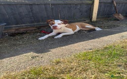 American Bulldog dogs for sale: American bulldog 1 year old  - Image 4