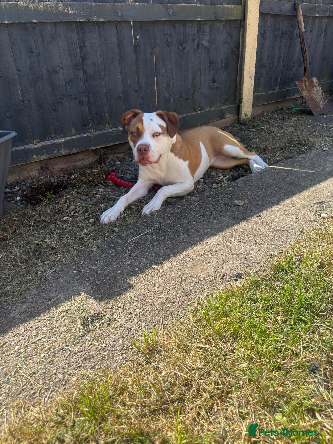 American Bulldog dogs for sale: American bulldog 1 year old  - Image 4